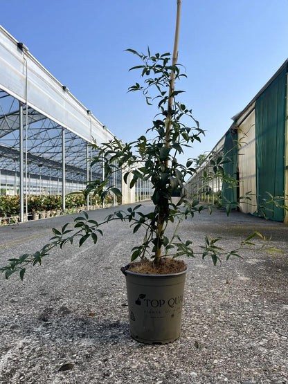 Pianta di rosa Banksiae Lutea Plena coltivata in vaso