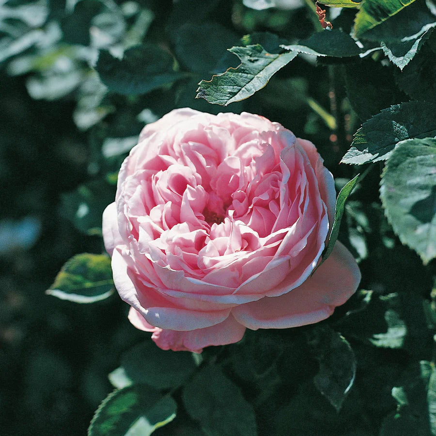 Rosa ‘Baroness Rothschild’ rosa in primo piano.