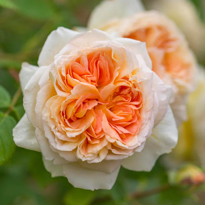 Rosa Bathsheba con grandi fiori albicocca crema
