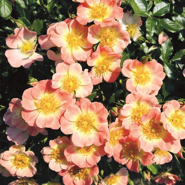 Rosa Bienenweide Apricot con fiori albicocca