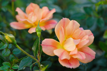 Dettaglio ravvicinato di rosa Bienenweide Apricot con petali pesca-albicocca