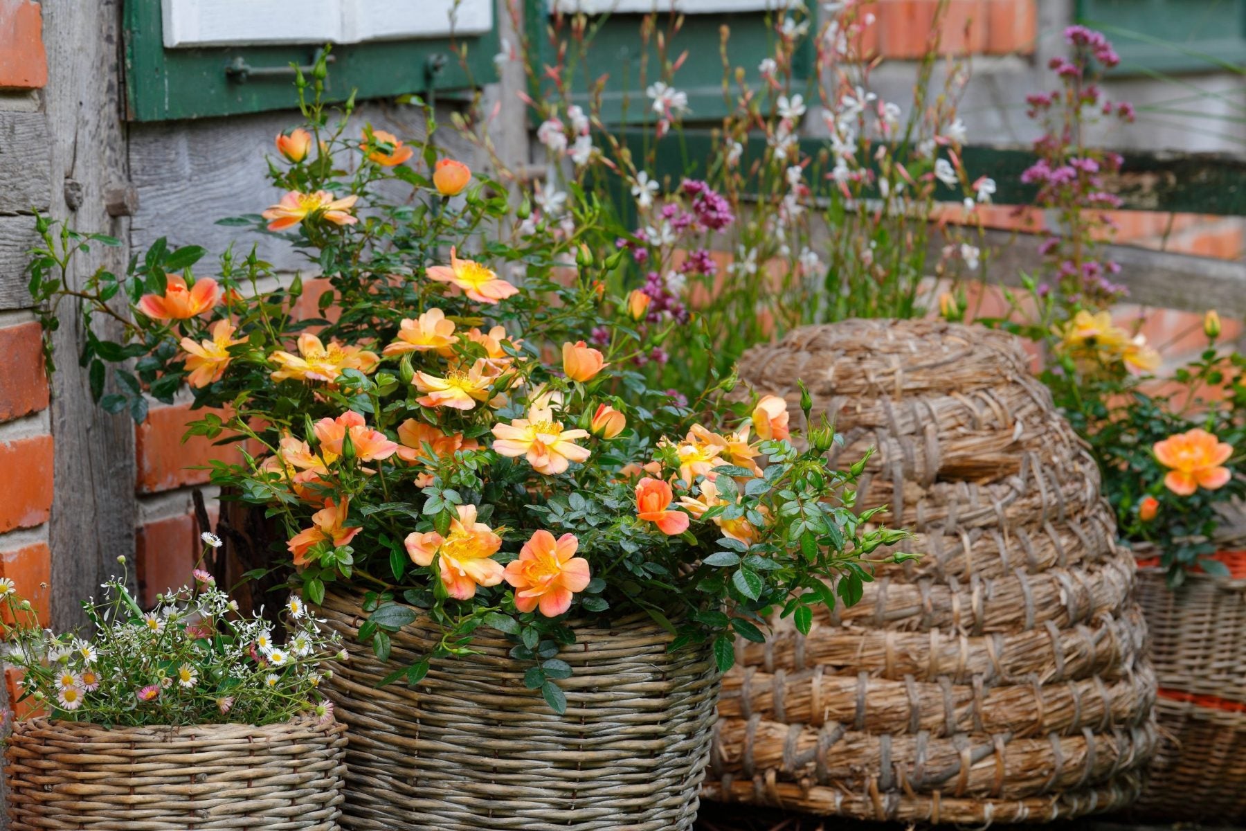 Rosa Bienenweide Apricot con fiori albicocca coltivata in vaso su terrazzo
