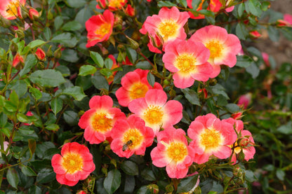 Pianta di rosa Bienenweide Bicolor con fioritura continua e decorativa