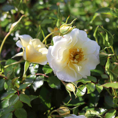 Rosa Bienenweide Ivory con fiori bianco crema