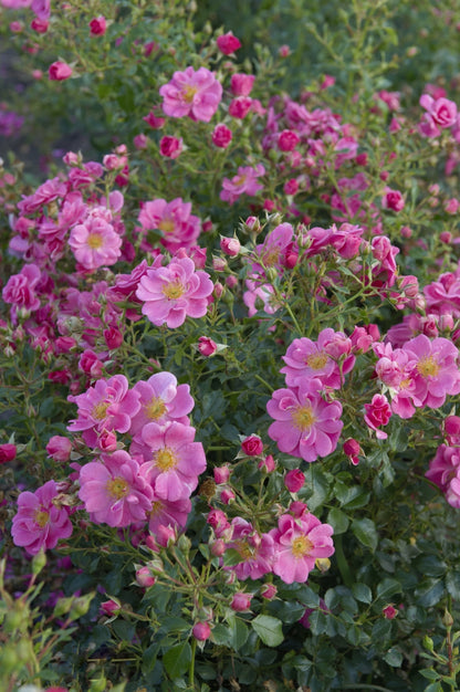 Rosa Bienenweide Rosa con piccoli fiori rosa semplici