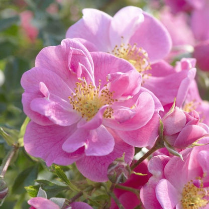 Dettaglio ravvicinato di rosa Bienenweide Rosa con petali rosa e centro giallo dorato