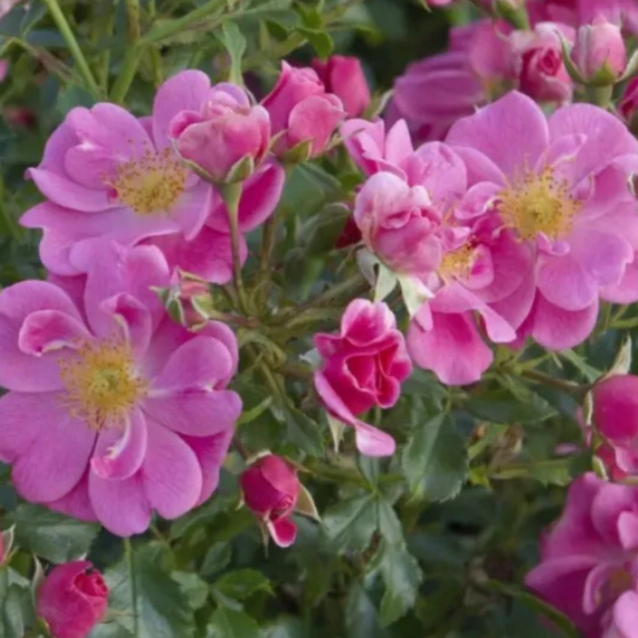 Primo piano di rosa Bienenweide Rosa con piccoli fiori rosa aperti e luminosi
