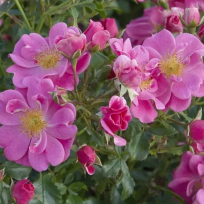 Primo piano di rosa Bienenweide Rosa con piccoli fiori rosa aperti e luminosi