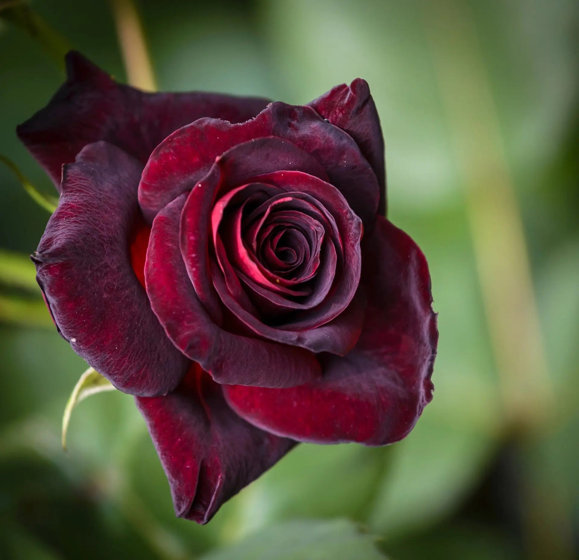 Dettaglio di fiore della rosa Black Baccara con petali rosso granata quasi neri