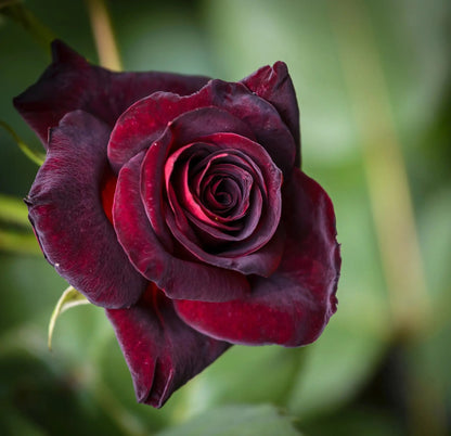 Dettaglio di fiore della rosa Black Baccara con petali rosso granata quasi neri