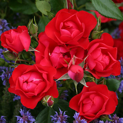 Rosa Black Forest con piccoli fiori rosso intenso