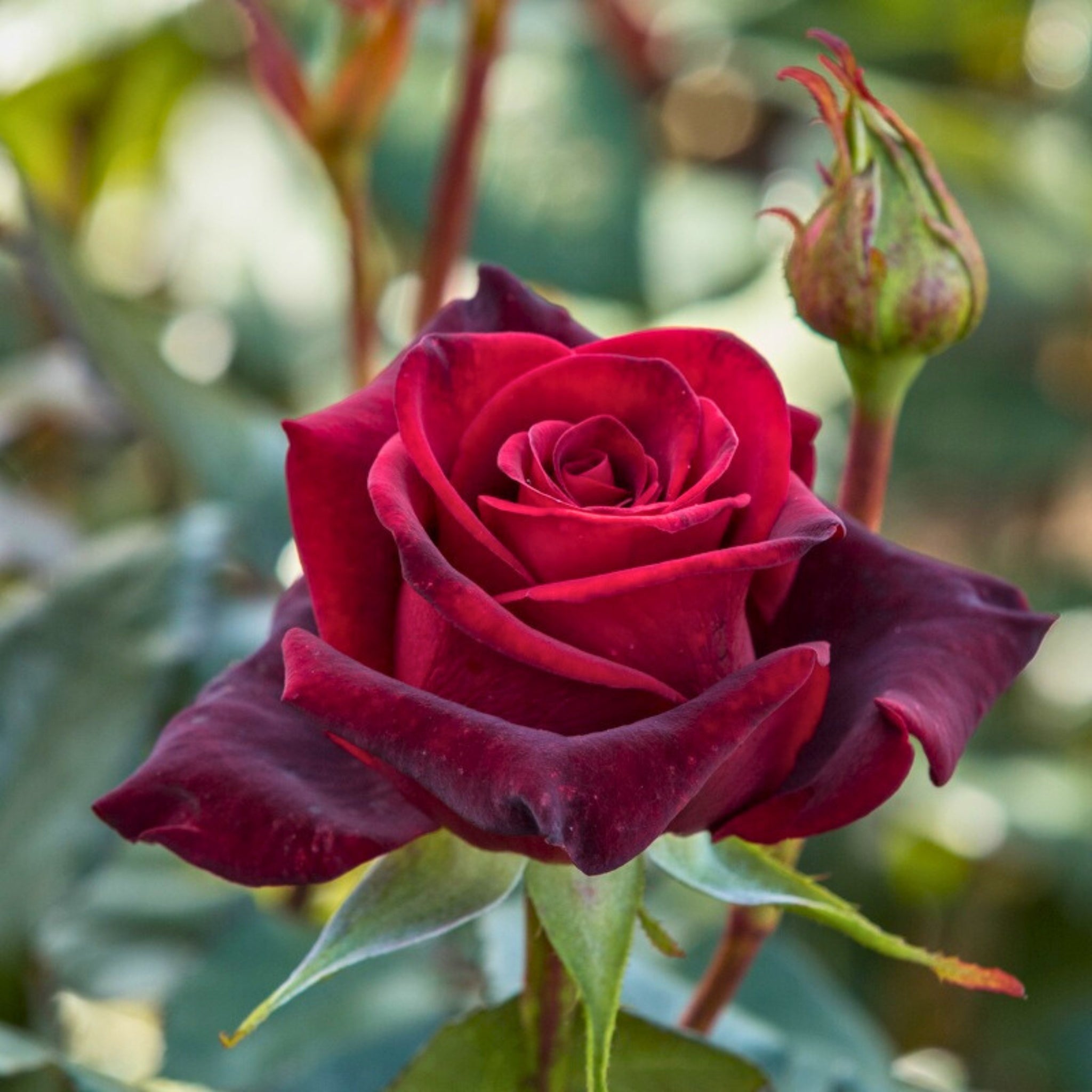 Rosa Black Magic con grandi fiori rosso scuro vellutato