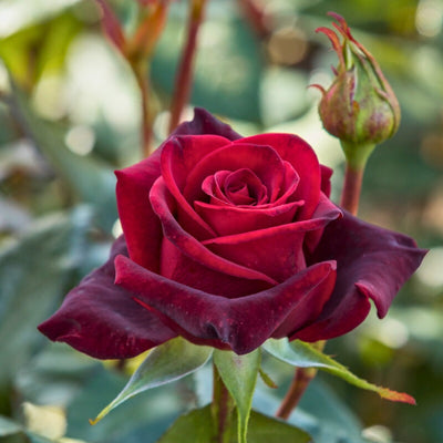 Rosa Black Magic con grandi fiori rosso scuro vellutato