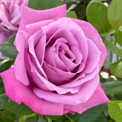 Rosa Blue Parfum con grandi fiori lilla-violacei