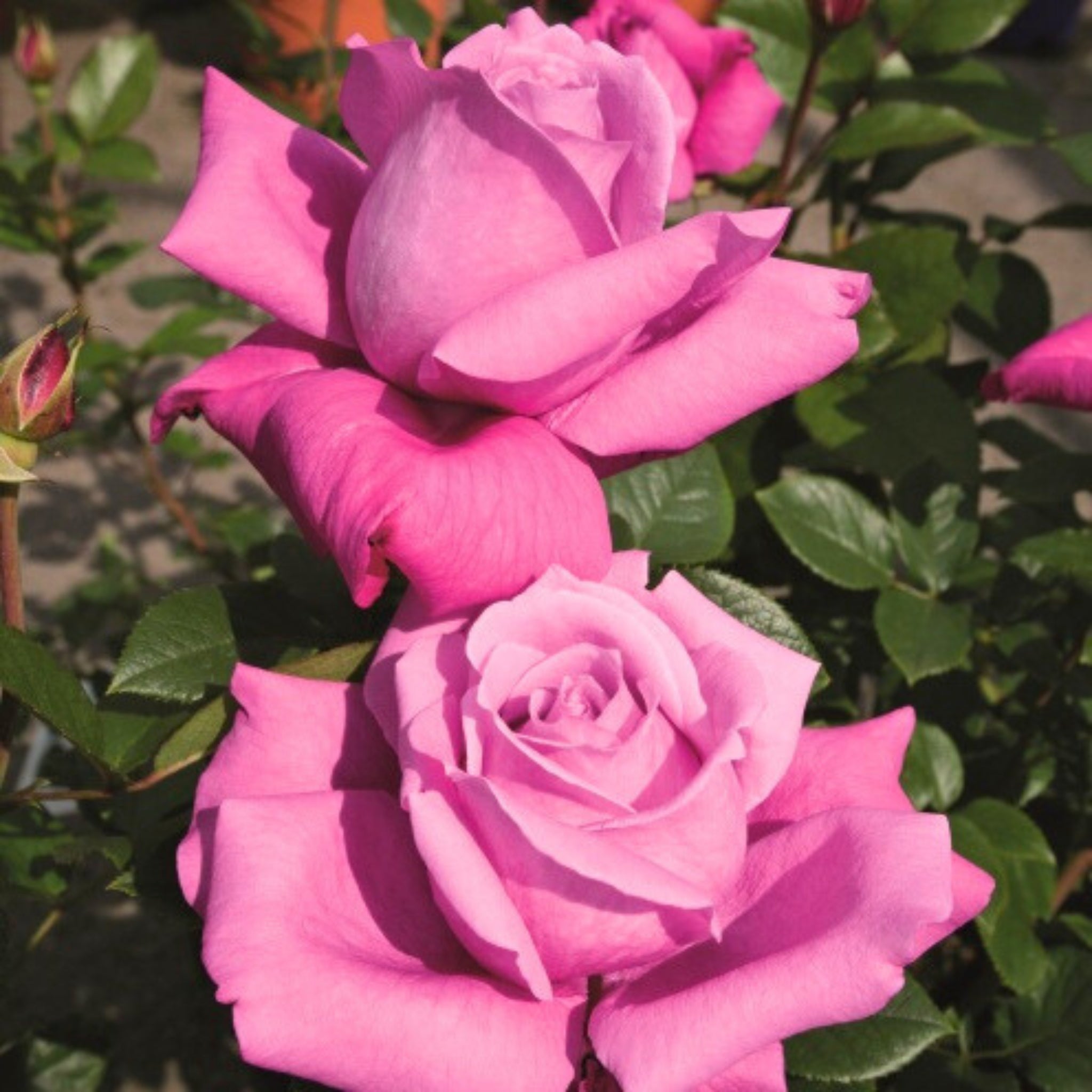 Pianta di rosa Blue Parfum con abbondante fioritura lilla e foglie verdi ornamentali