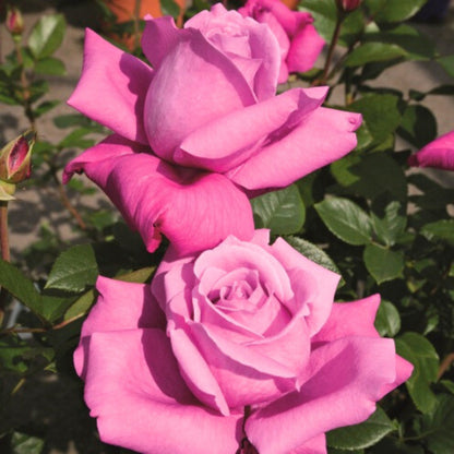 Pianta di rosa Blue Parfum con abbondante fioritura lilla e foglie verdi ornamentali