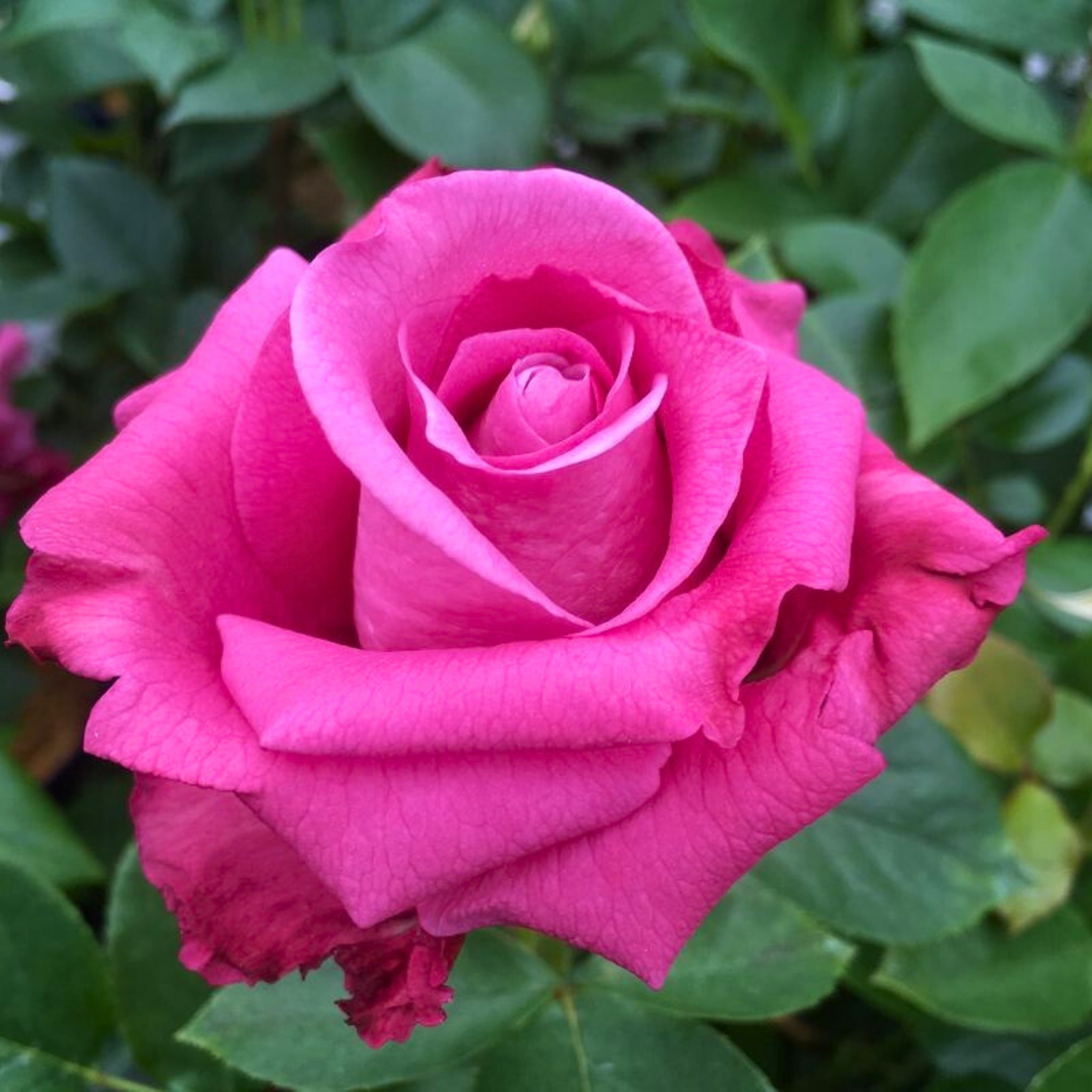 Primo piano di rosa Blue Parfum con grande fiore aperto