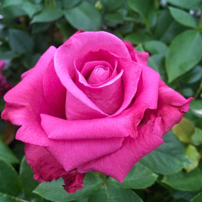 Primo piano di rosa Blue Parfum con grande fiore aperto