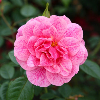 Rosa Camelot con grandi fiori rosa chiaro venati di magenta