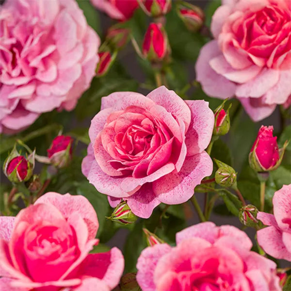 Pianta di rosa Camelot con fioritura romantica rosa e magenta