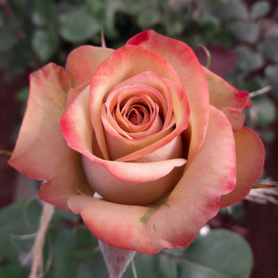 Rosa ‘Cappuccino’ dai toni beige e rosa.