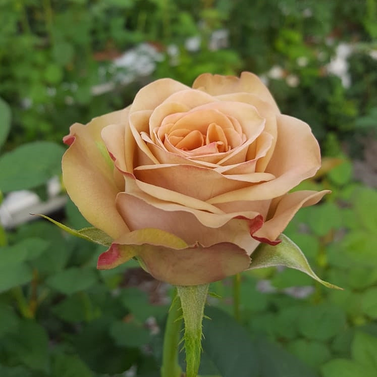 Rosa ‘Cappuccino’ crema e albicocca in giardino.