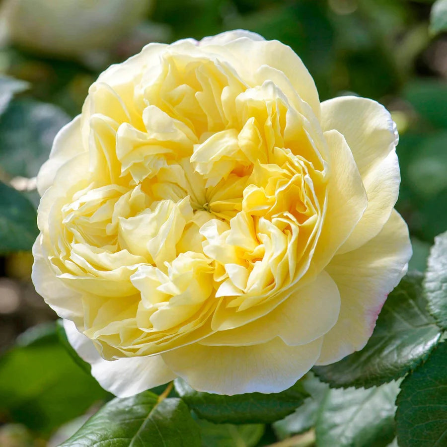 Rosa Charles Darwin con grandi fiori giallo dorato