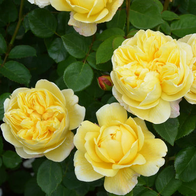 Dettaglio ravvicinato di rosa Charles Darwin con petali giallo dorato e fogliame verde lucido