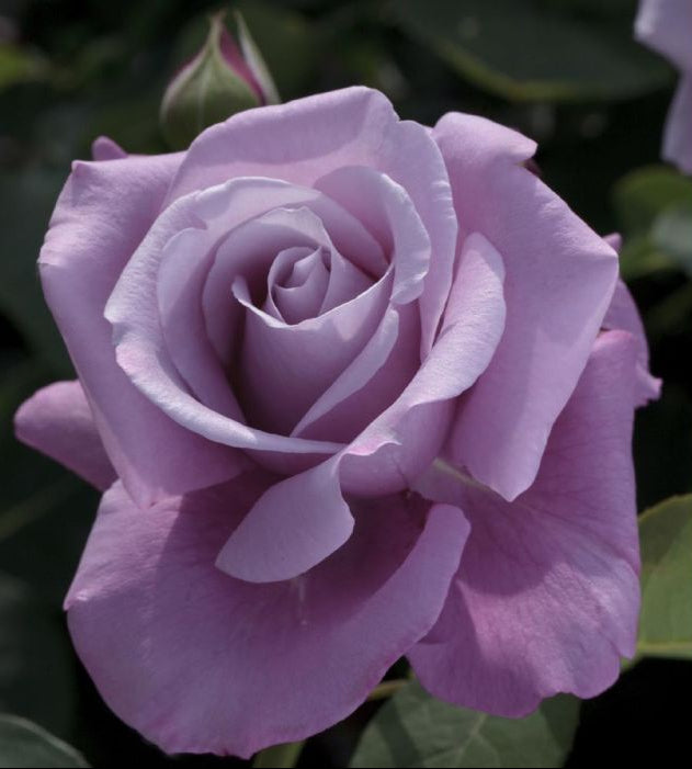 Rosa Charles De Gaulle con grandi fiori lilla-violacei