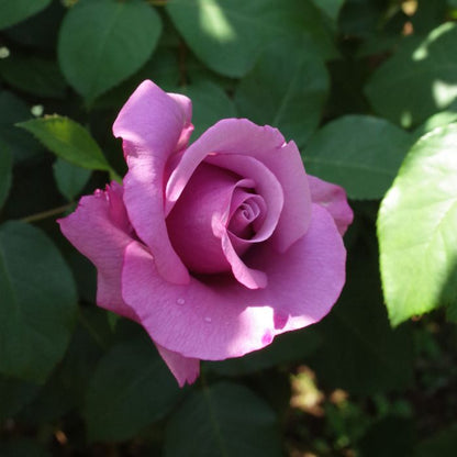 Primo piano di rosa Charles De Gaulle con grande fiore viola-lavanda