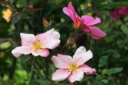 Rosa Chinensis Mutabilis cespugliosa con fiori multicolore rosa arancio rosso in giardino