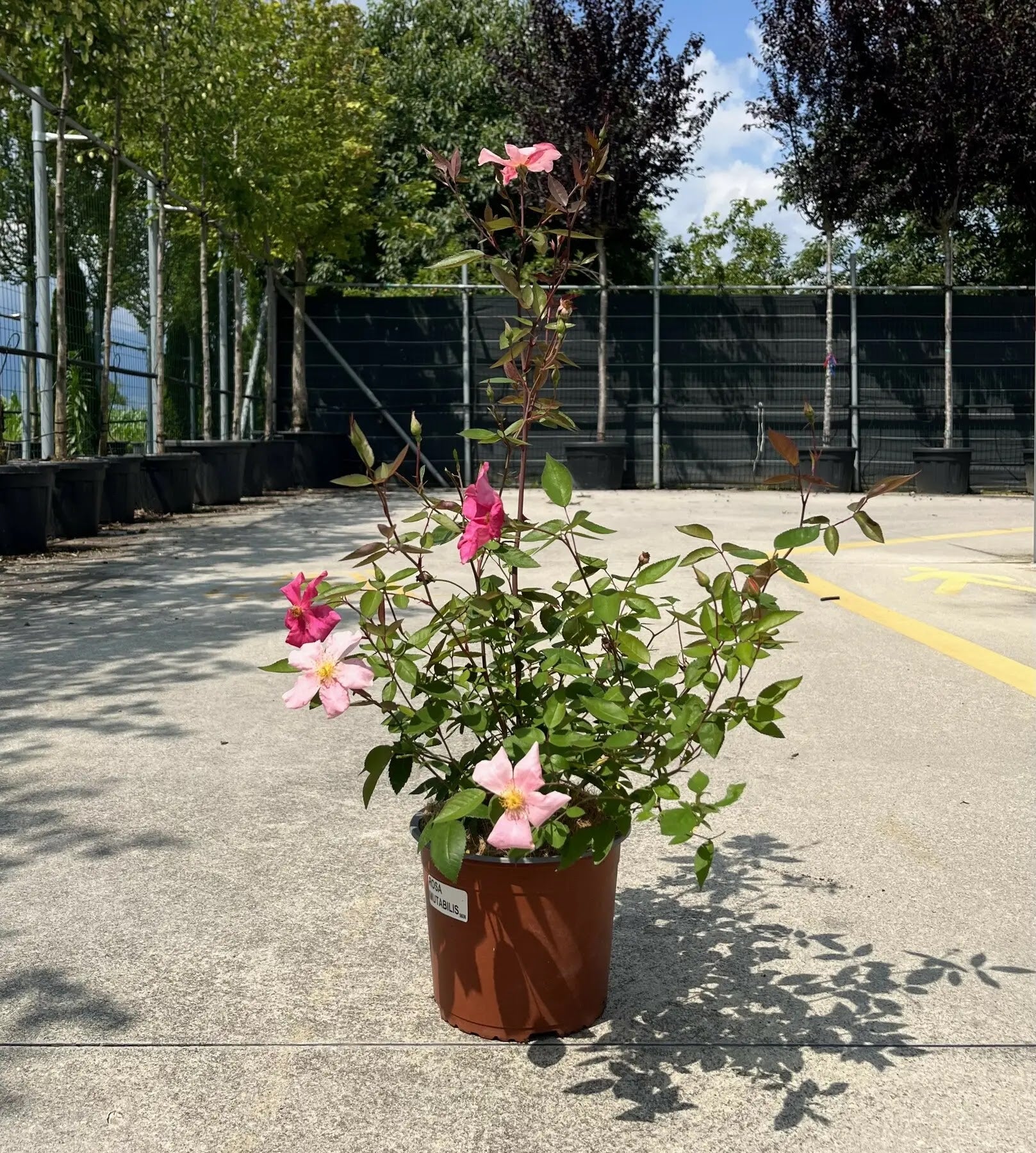 Rosa 'Chinensis Mutabilis' in vaso