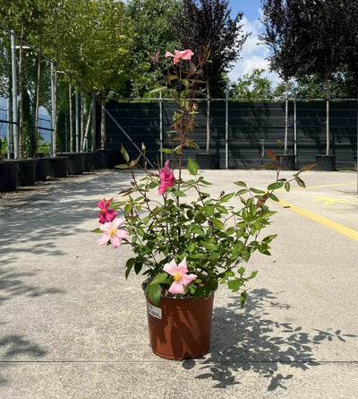 Rosa 'Chinensis Mutabilis' in vaso