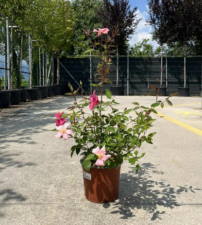 Rosa 'Chinensis Mutabilis' in vaso