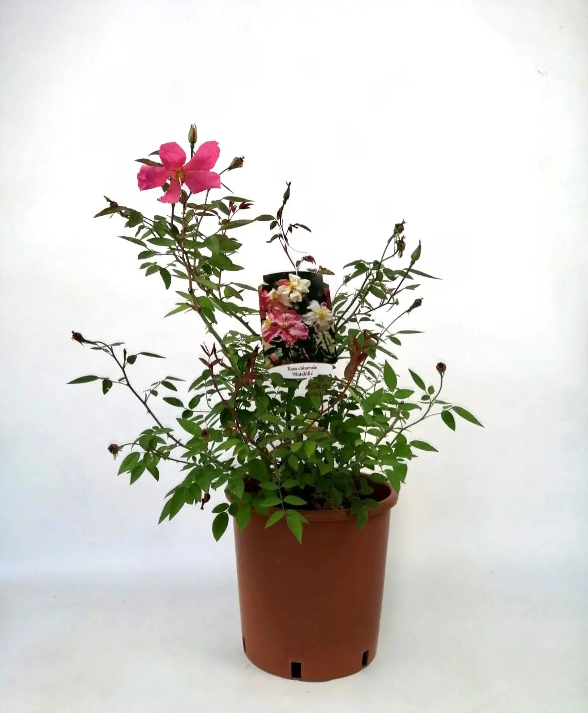 Rosa Chinensis Mutabilis in vaso