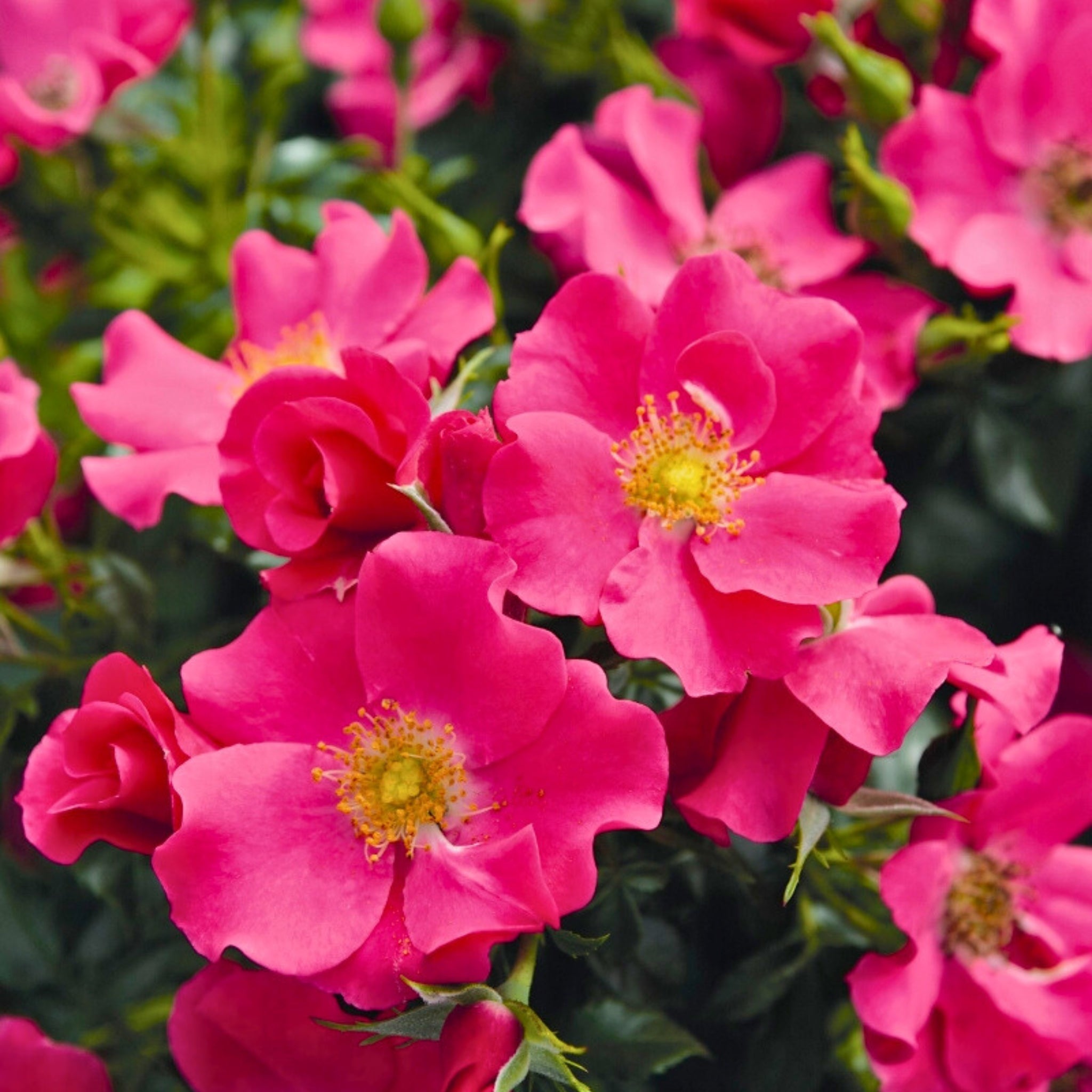 Rosa Città di Roma con fiori rosa carminio e centro giallo dorato
