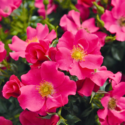 Rosa Città di Roma con fiori rosa carminio e centro giallo dorato