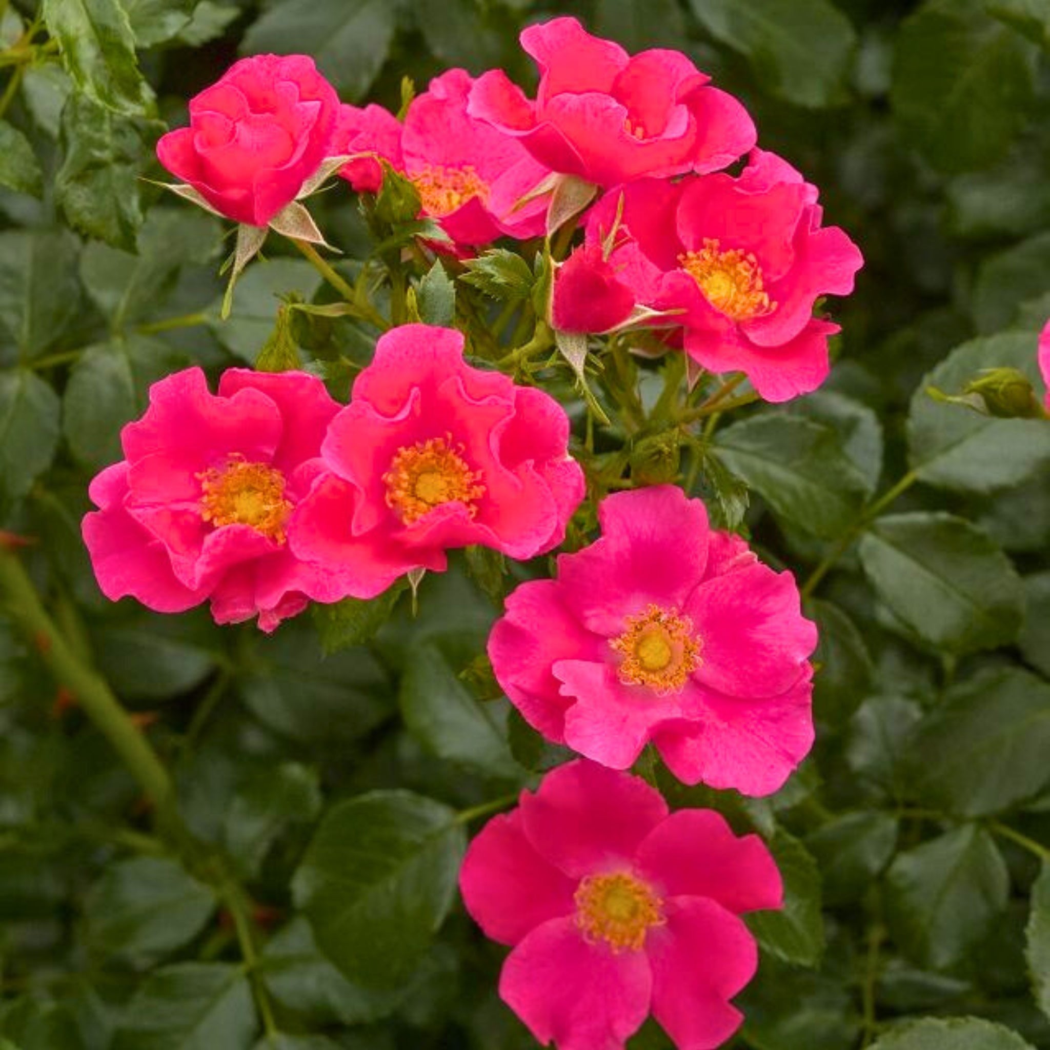 Primo piano di rosa Città di Roma con fiori rosa carminio e centro giallo dorato