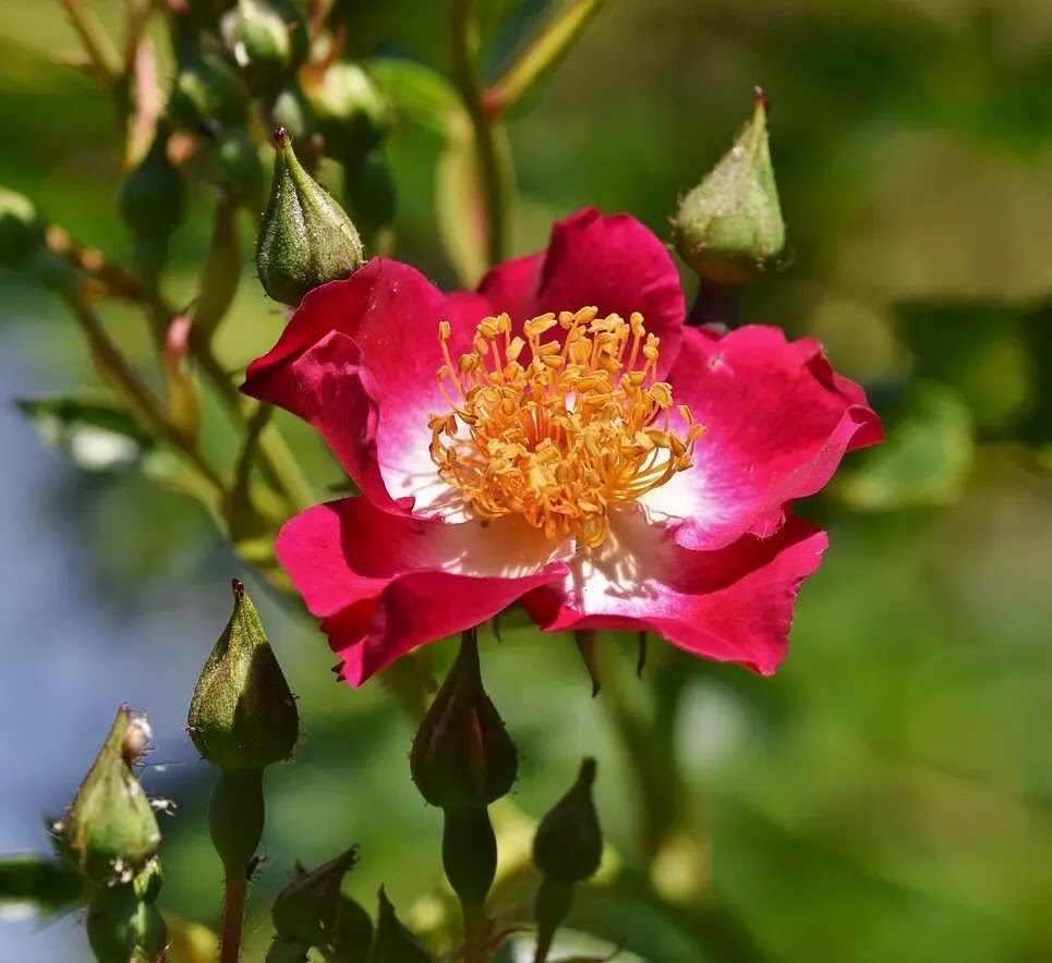 Dettaglio di fiore della rosa Cocktail con petali rosso brillante