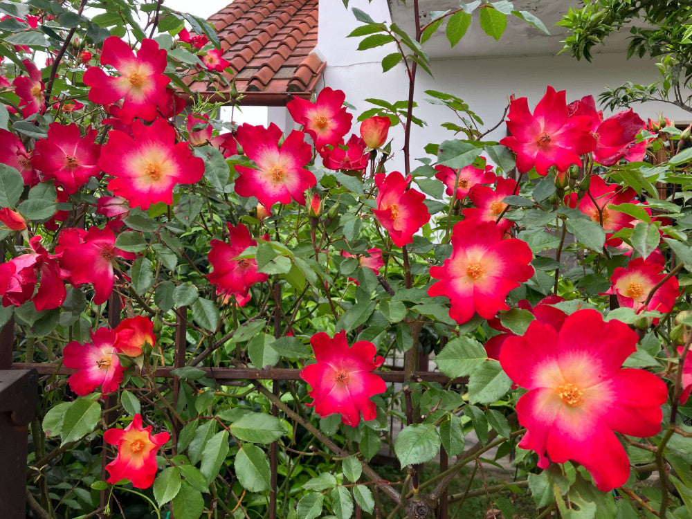 Rosa Cocktail in giardino