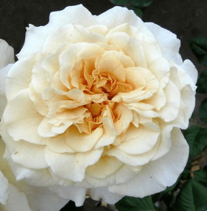 Rosa ‘Comtessa’ crema con centro albicocca.