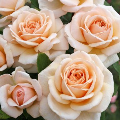 Primo piano di rosa Courage con grandi fiori aperti