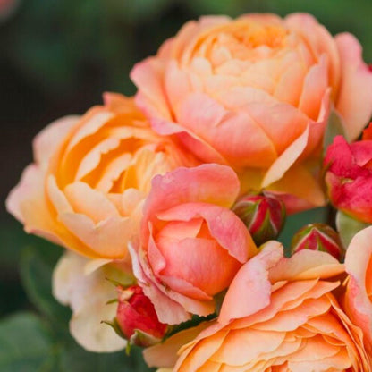 Rosa Creme Brûlée con grandi fiori rosa albicocca