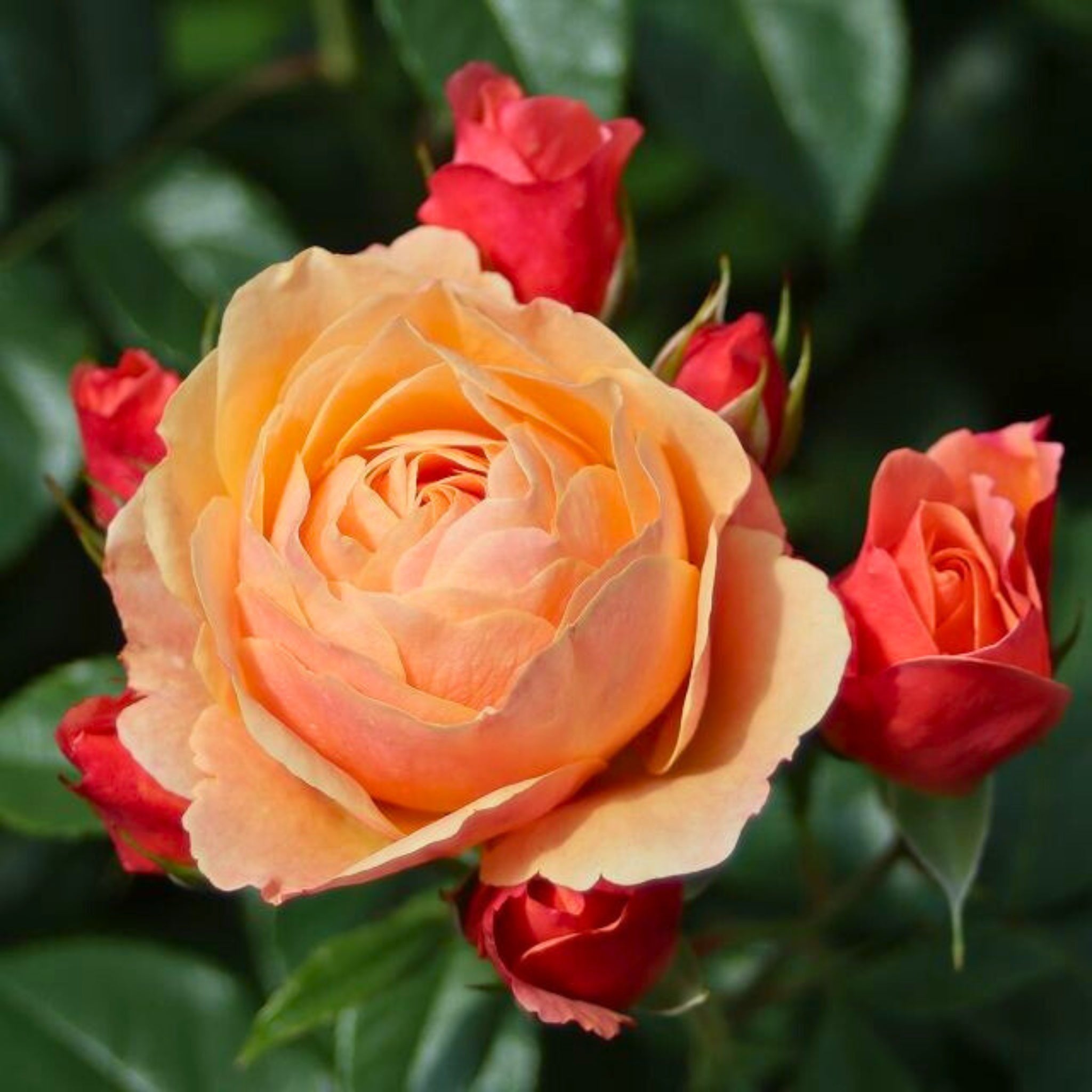 Dettaglio ravvicinato di rosa Creme Brûlée con petali rosa-albicocca e fogliame verde lucido