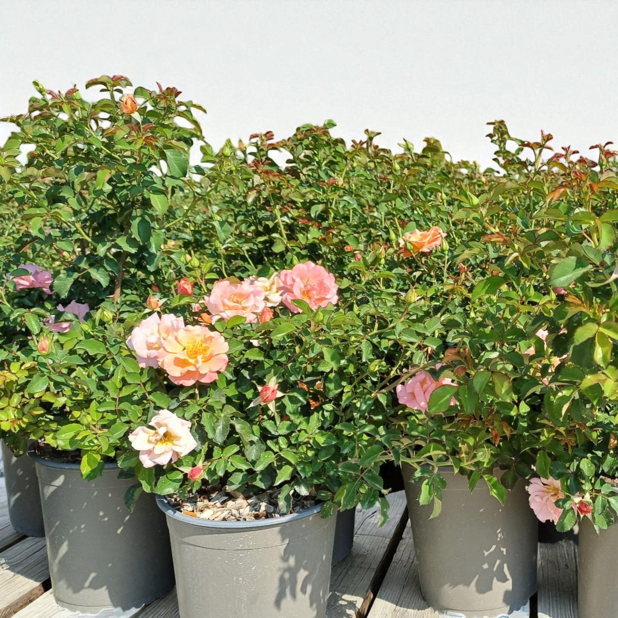 Rosa Cubana fiore arancio in vaso