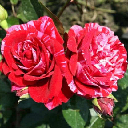 Rosa Deep Impression con fiori rosso scuro screziati di rosa