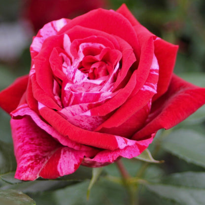 Dettaglio ravvicinato di rosa Deep Impression con petali rosso scuro e rosa