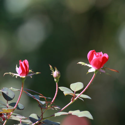 Dettaglio ravvicinato di rosa Double Pink Knock Out con petali rosa brillante