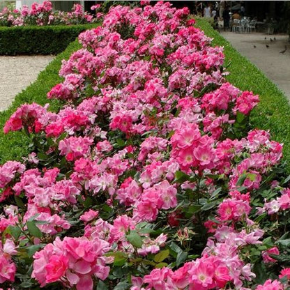 Pianta di rosa Double Pink Knock Out con abbondante fioritura rosa