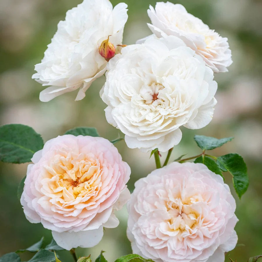 Rosa Emily Brontë con grandi fiori rosa delicato